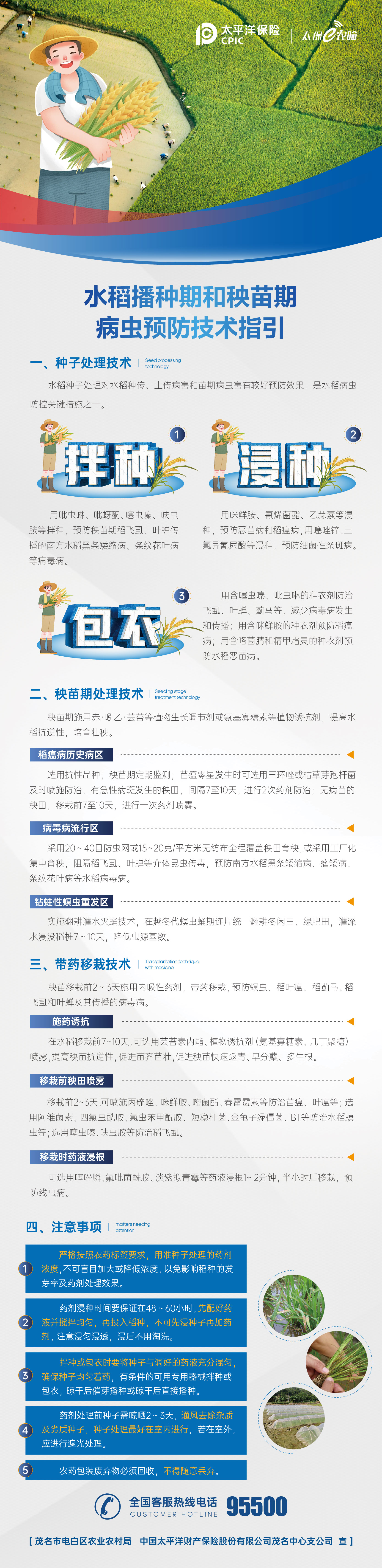 水稻.jpg
